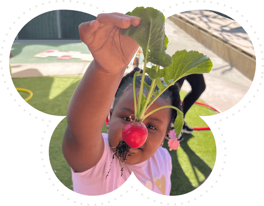 CalFresh - Kid picking red radish